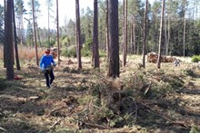Dobrovolnická brigáda v lese - sbírání klestí 21. 4. 2020 (1)